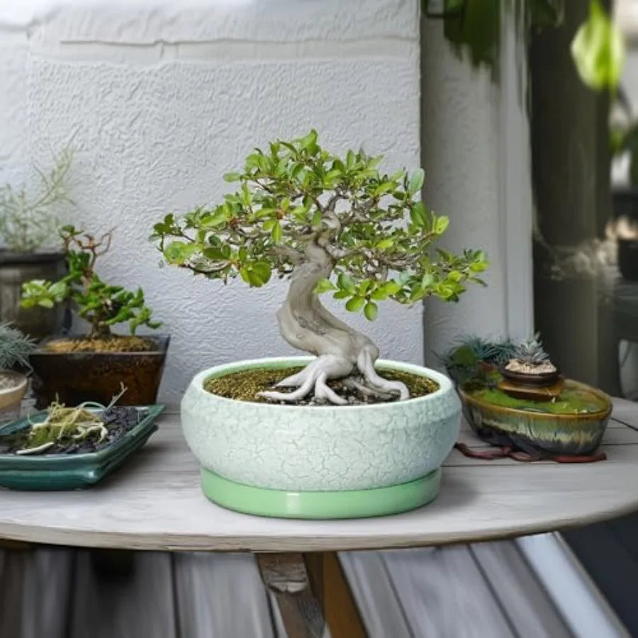 Wooden Bonsai Pots With Drainage Hole And Plant Saucer