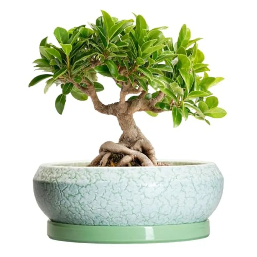 Wooden Bonsai Pots With Drainage Hole And Plant Saucer