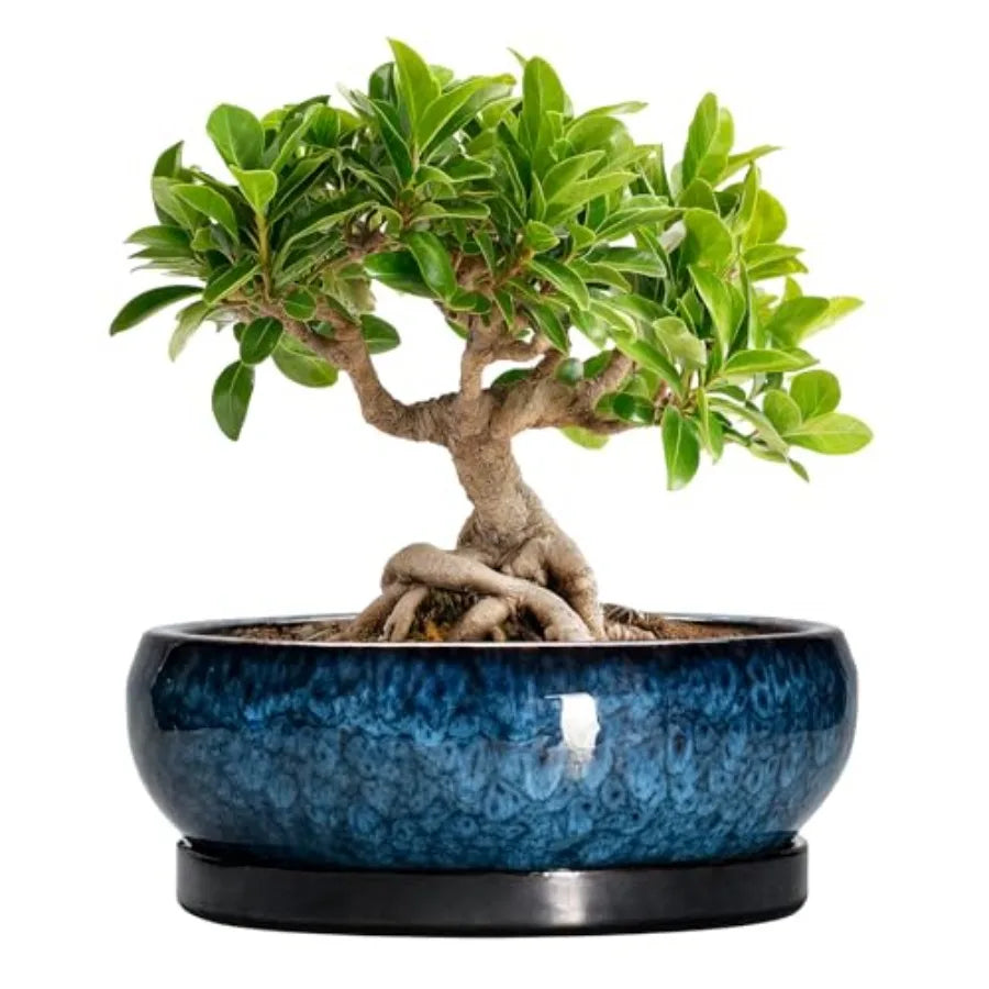 Wooden Bonsai Pots With Drainage Hole And Plant Saucer