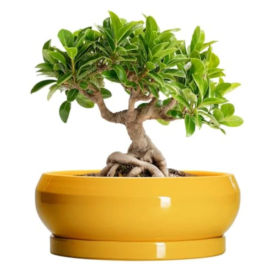 Wooden Bonsai Pots With Drainage Hole And Plant Saucer