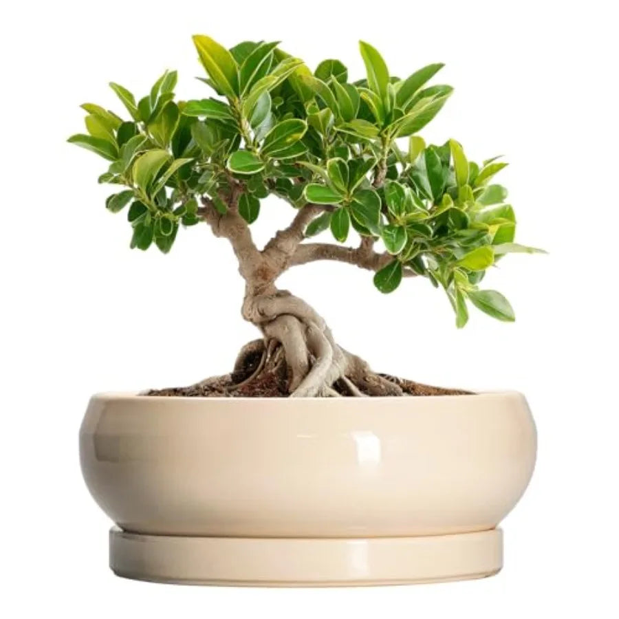 Wooden Bonsai Pots With Drainage Hole And Plant Saucer