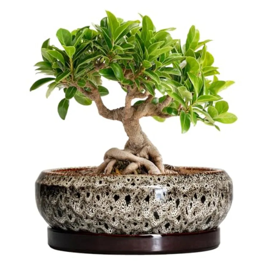 Wooden Bonsai Pots With Drainage Hole And Plant Saucer