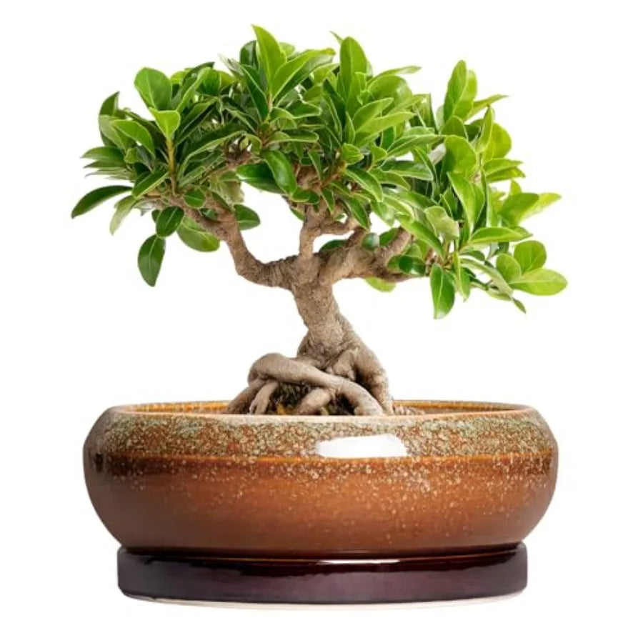 Wooden Bonsai Pots With Drainage Hole And Plant Saucer