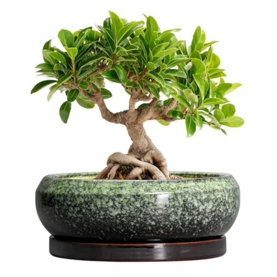 Wooden Bonsai Pots With Drainage Hole And Plant Saucer