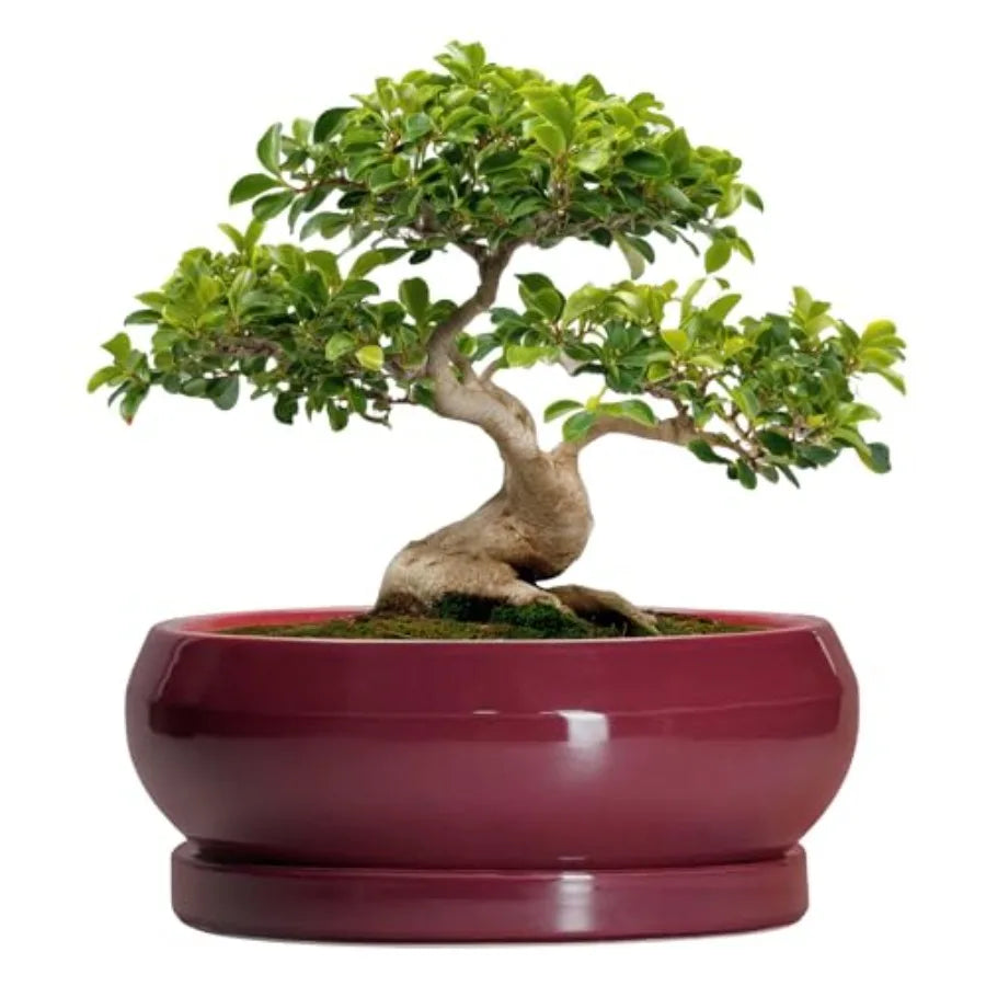Wooden Bonsai Pots With Drainage Hole And Plant Saucer