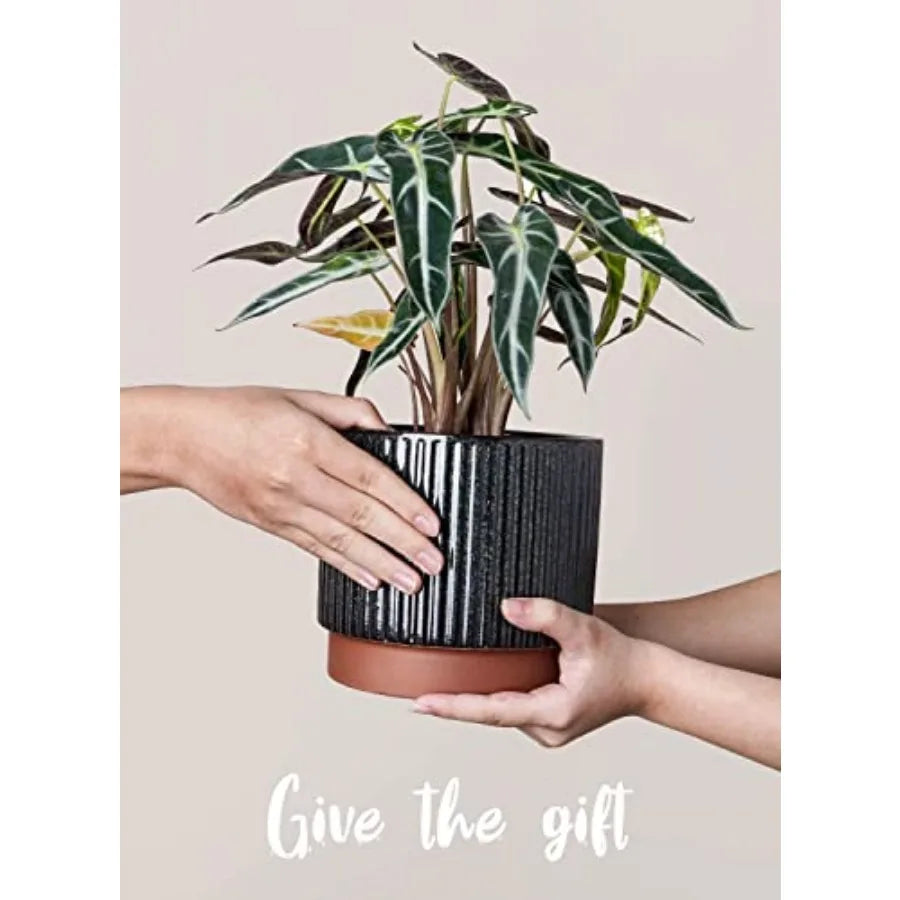 Striped Ceramic Plant Pots With Drainage Holes Set Of 3