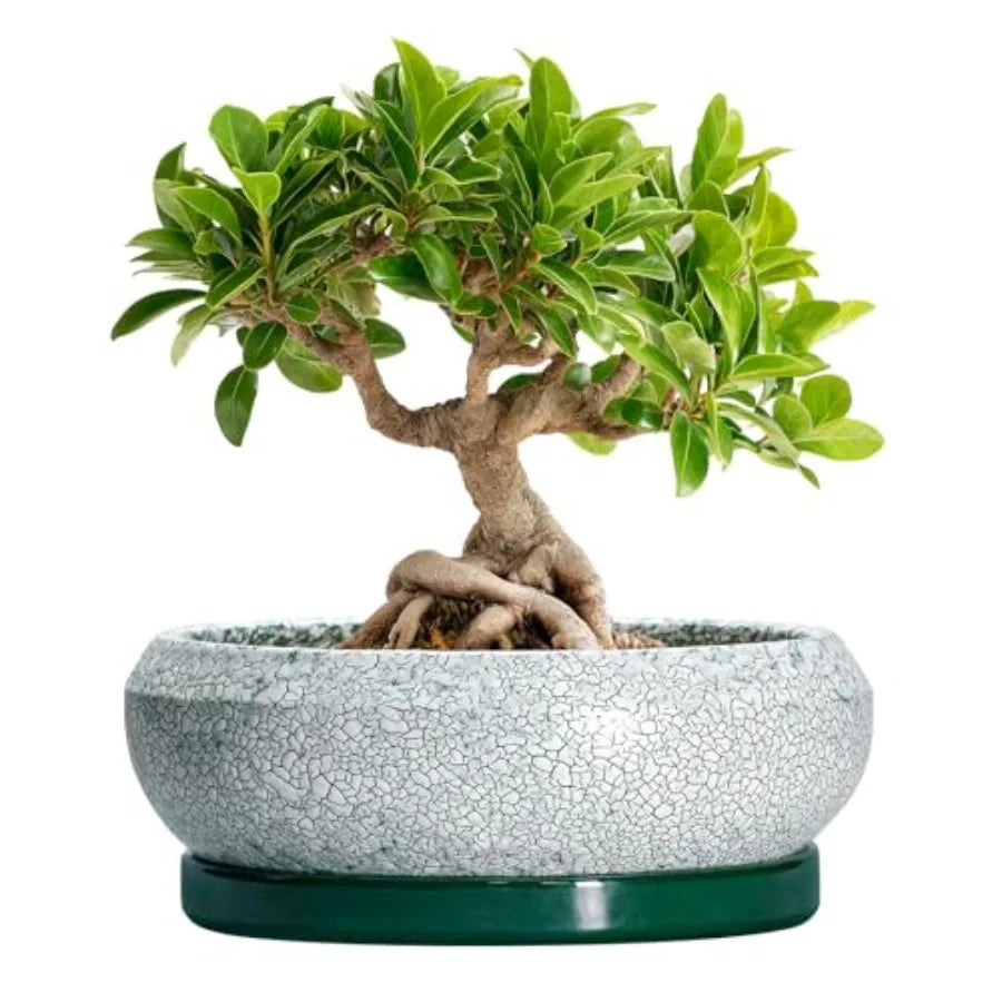 Wooden Bonsai Pots With Drainage Hole And Plant Saucer