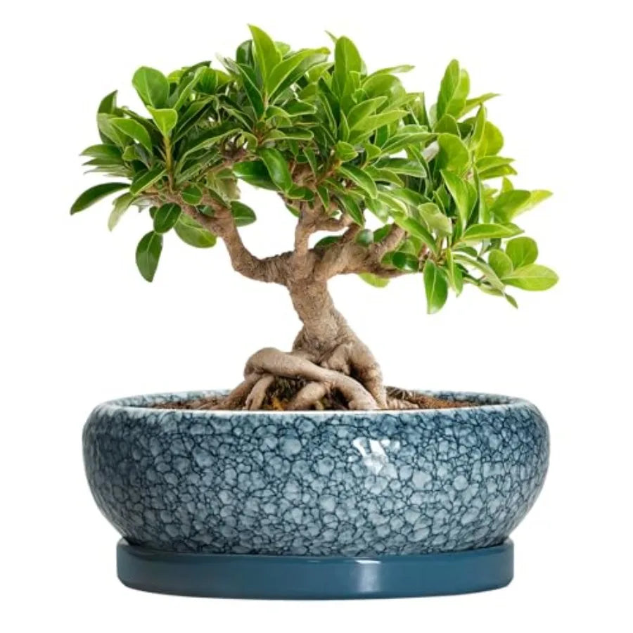 Wooden Bonsai Pots With Drainage Hole And Plant Saucer
