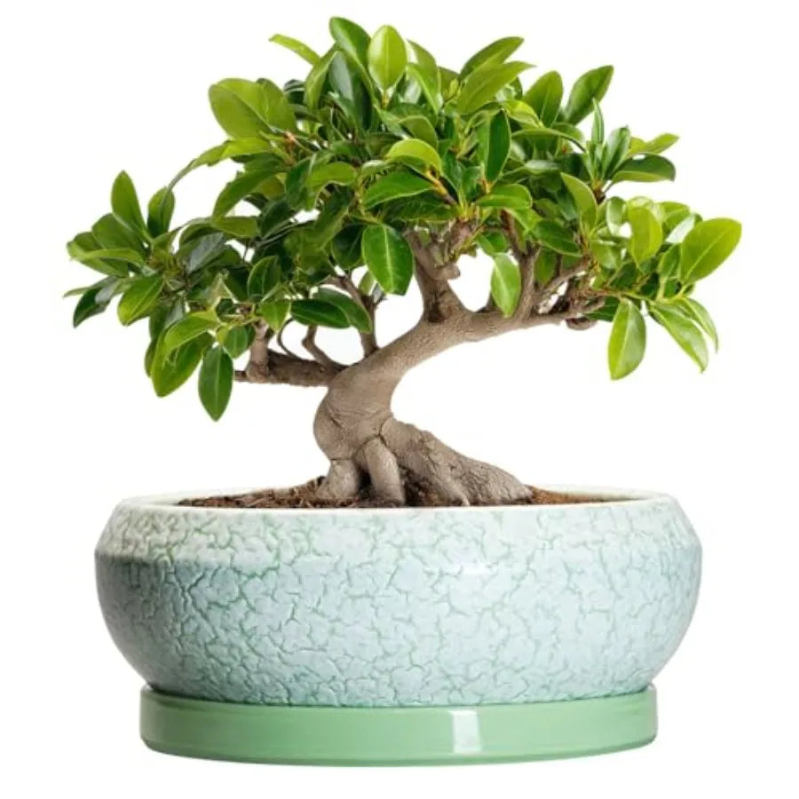 Wooden Bonsai Pots With Drainage Hole And Plant Saucer