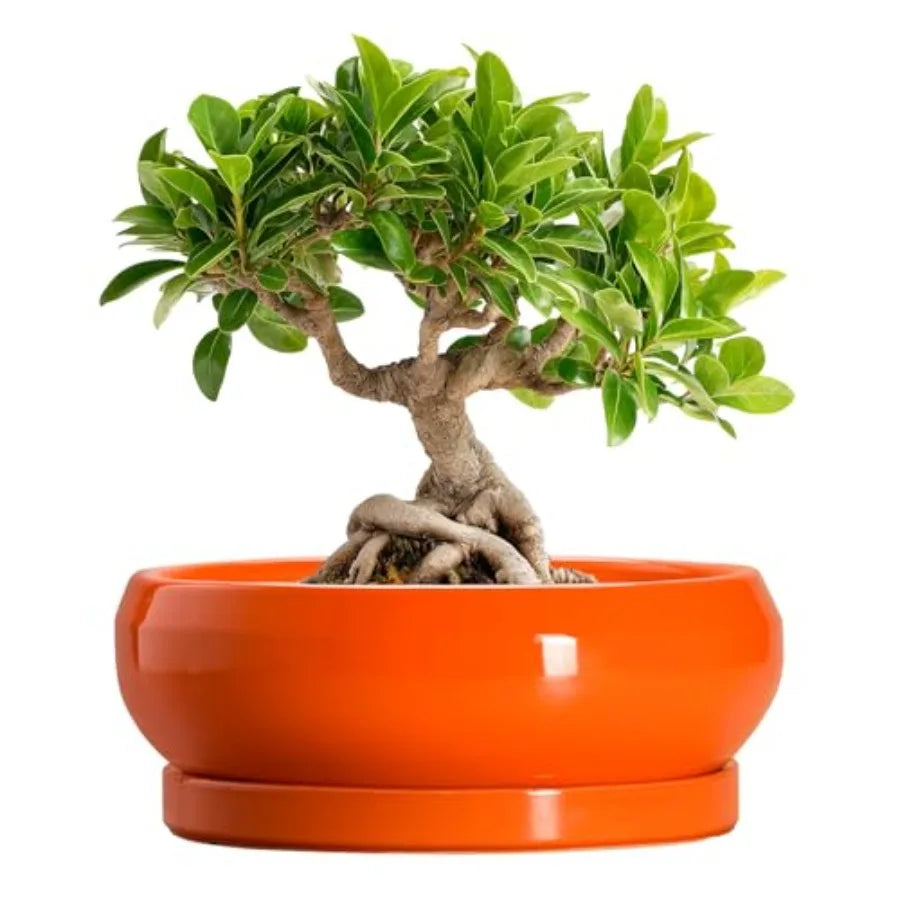 Wooden Bonsai Pots With Drainage Hole And Plant Saucer