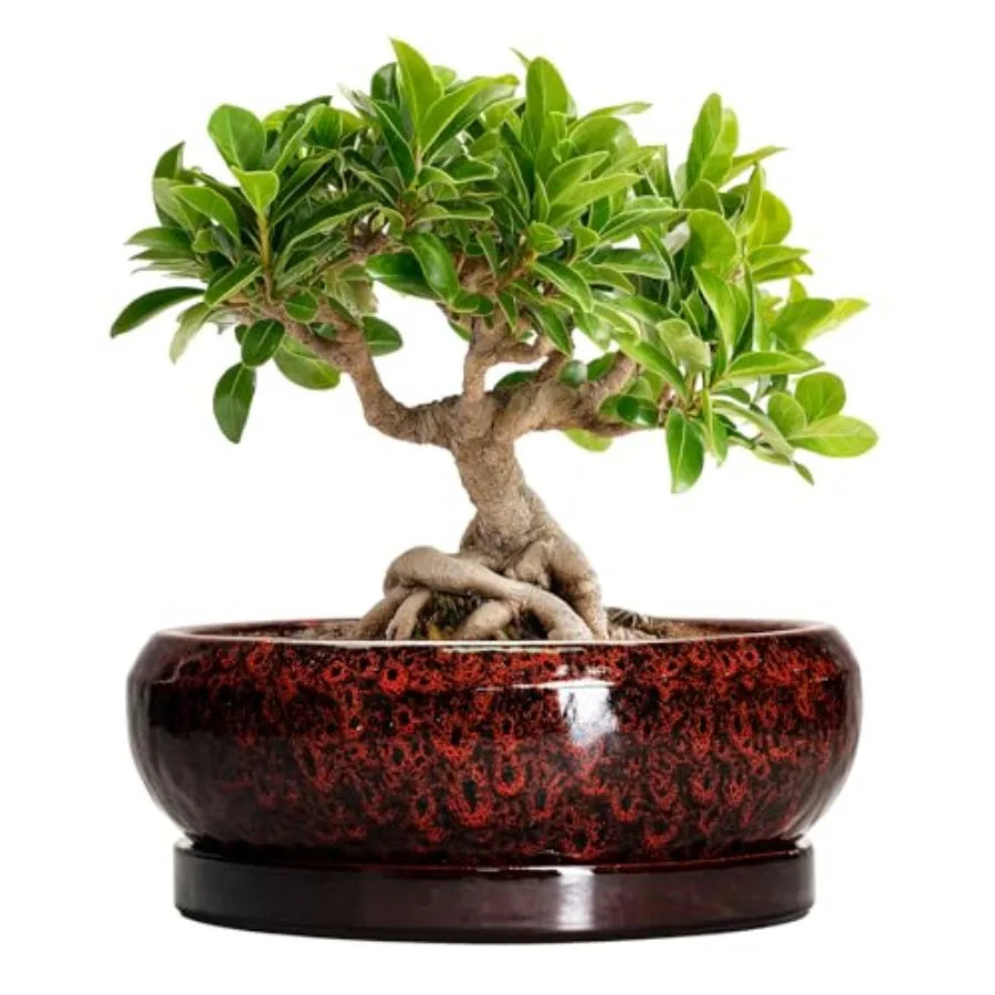 Wooden Bonsai Pots With Drainage Hole And Plant Saucer
